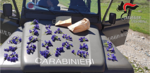 La Guida - Multe in montagna per auto, cani e fiori