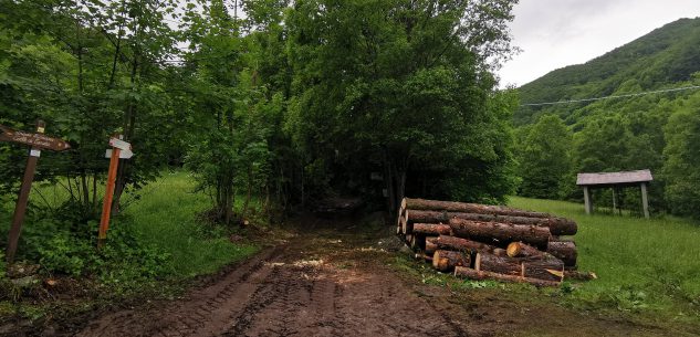 La Guida - Liberata dagli abeti rossi l’antica via Romana che sale a Limonetto