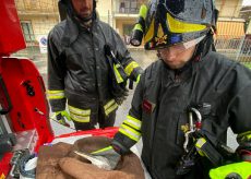 La Guida - Un airone salvato dai Vigili del fuoco a Costigliole Saluzzo