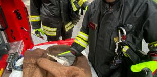 Un airone salvato dai Vigili del fuoco a Costigliole Saluzzo La Guida - Un airone salvato dai Vigili del fuoco a Costigliole Saluzzo