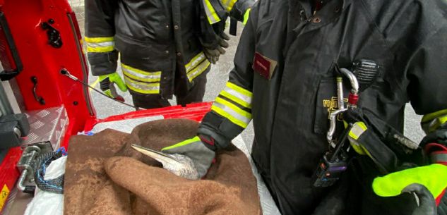 La Guida - Un airone salvato dai Vigili del fuoco a Costigliole Saluzzo