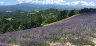 La Guida - Lavanda, elicriso, enkir: l’Alta Langa e lo spettacolo della natura