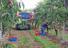 La Guida - Lavoratori della frutta: criticità, irregolarità e passi avanti