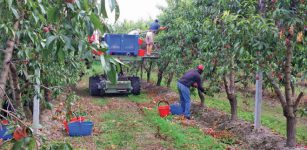 La Guida - Lavoratori della frutta: criticità, irregolarità e passi avanti