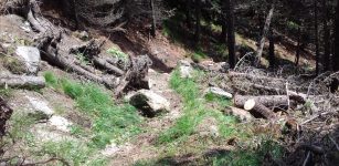 La Guida - Tagliati 45 pini cembri e alcuni larici nel bosco dell’Alevè
