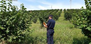 La Guida - Carabinieri Forestali: sanzioni per 21 aziende agricole su 26 controllate