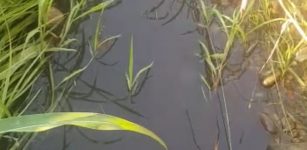 Sversamento di liquami nelle bealere di Sant’Albano Stura La Guida - Sversamento di liquami nelle bealere di Sant’Albano Stura