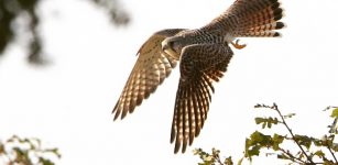 La Guida - “Voli rubati”, mostra fotografica a Chiusa Pesio