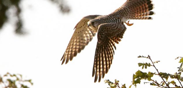 La Guida - “Voli rubati”, mostra fotografica a Chiusa Pesio