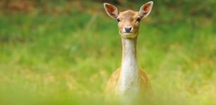 La Guida - Femmina di daino straziata da un predatore a Boves