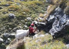 La Guida - Salvataggio di una mucca caduta in un dirupo a Crissolo