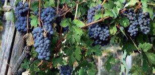 La Guida - Vendemmia: qualità ottima, quantità inferiore alle previsioni