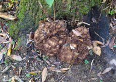 La Guida - Trovato un fungo gigante a Gaiola