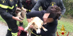 La Guida - Cane precipita in un burrone, salvo