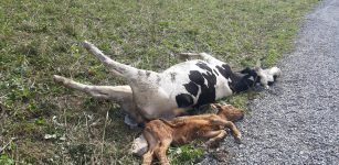 La Guida - Fino al 30 settembre le richieste di indennizzo per le predazioni da animali selvatici