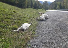 La Guida - In alta val Vermenagna si recuperano gli animali morti (video)