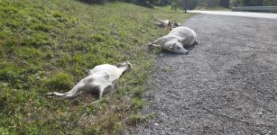 In alta val Vermenagna si recuperano gli animali morti (video) La Guida - In alta val Vermenagna si recuperano gli animali morti (video)