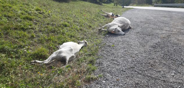 La Guida - In alta val Vermenagna si recuperano gli animali morti (video)