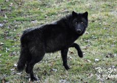 La Guida - Lupi neri in fuga dalla zona di Saint Martin Vésubie, paura sul confine