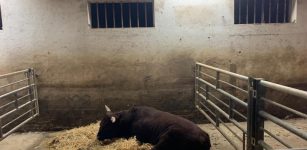 La Guida - Centallo, ritrovato il “toro vagabondo”