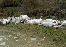 La Guida - 16 vacche morte in valle Grana scivolate sulla prima neve