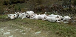 La Guida - 16 vacche morte in valle Grana scivolate sulla prima neve