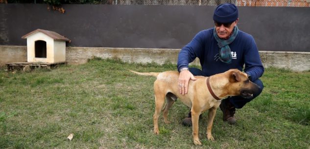 La Guida - Con il Covid, meno abbandoni di cani (video)