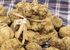 La Guida - Anche la Fiera del Tartufo sospende gli eventi aperti al pubblico