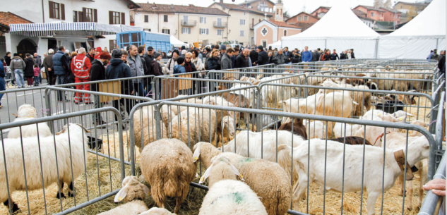 La Guida - Annullata l’edizione 2020 di “Bee” a Villanova