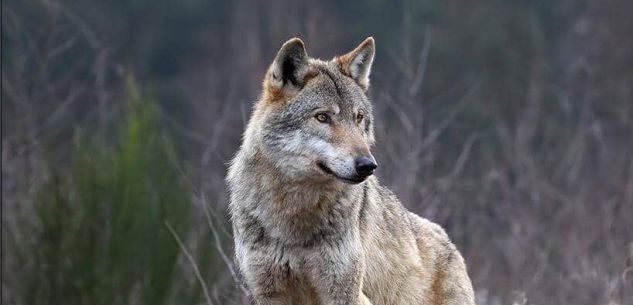 La Guida - Allarme lupi: Coldiretti sulla nuova proposta Ue