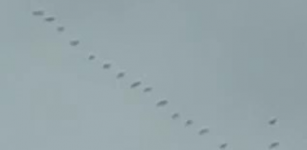 La Guida - Stormi di gru in migrazione sui cieli della Granda (video)