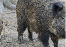 La Guida - Coldiretti: “È necessario riaprire la caccia ai cinghiali nelle zone rosse”