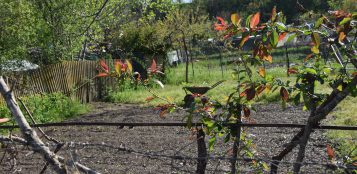 La Guida - Anno di “sutina”, come accudire l’orto di casa in tempo di siccità