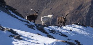 La Guida - Uno stambecco bianco in val di Susa