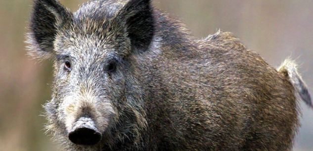 La Guida - Peste suina africana, si sfiorano i mille casi tra Piemonte e Liguria