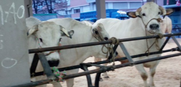 La Guida - A Carrù è andata in scena la Fiera del Bue Grasso