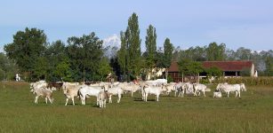 La Guida - Carne bovina di Piemontese, confronto a Roma per chiedere aiuti