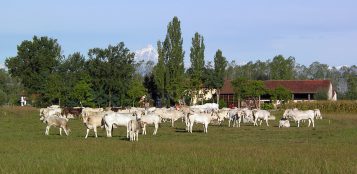 La Guida - Bovini da carne in forte crisi, le associazioni chiedono l’aiuto della Regione