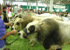 La Guida - Dal 5 al 7 novembre il Miac ospita la mostra nazionale dei bovini di carne piemontese
