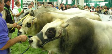 La Guida - Dal 5 al 7 novembre il Miac ospita la mostra nazionale dei bovini di carne piemontese
