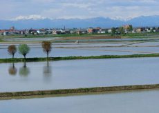 La Guida - Il riso in Piemonte, una storia secolare di rapporti tra uomo e ambiente (video)