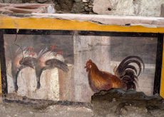 La Guida - L’antenato del cappone di Morozzo nell’antica Pompei?