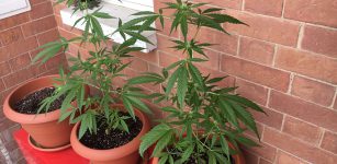 La Guida - Coltivava cannabis sul balcone, assolto per insussistenza del fatto