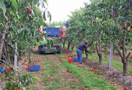 Raccolta frutta nel Saluzzese