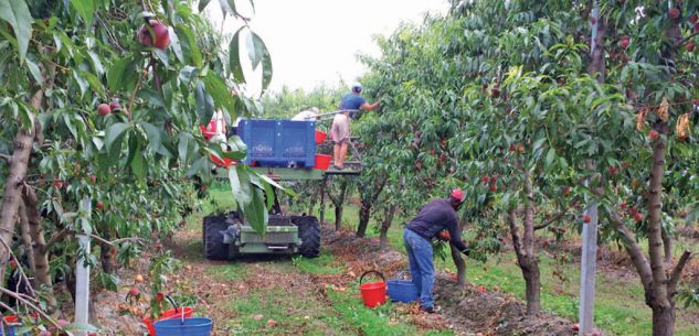 La Guida - Processo per sfruttamento di lavoratori nella frutta e in allevamenti