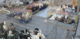 La Guida - Dal 14 febbraio torna il mercato dei piccoli animali a Fossano