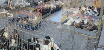 La Guida - Dal 14 febbraio torna il mercato dei piccoli animali a Fossano