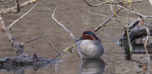 La Guida - Censimento degli uccelli acquatici nel Parco del Monviso