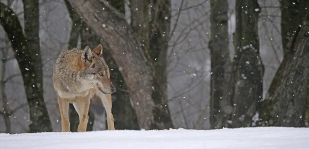 La Guida - Uomini e lupi, museo della segale e fotografie di Michele Pellegrino: visite riaperte al pubblico