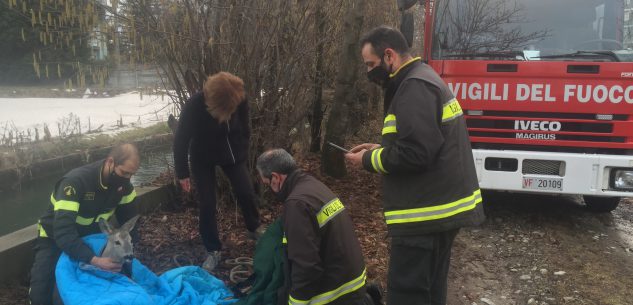 La Guida - Caprioli caduti nel canale Morra a Confreria (video)